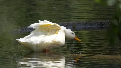 Close-up-of-cute-white-duck-catching-fish-with-beak-during-chase-in-lake---slow-motion-shot-of-diving-beak-underwater