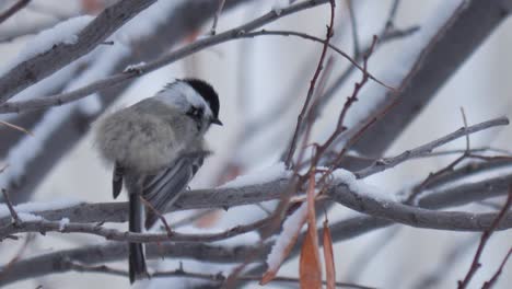 Adult-Black-capped-Chickadee-in-winter-scratching-itself-on-the-chin---adorable-small-bird
