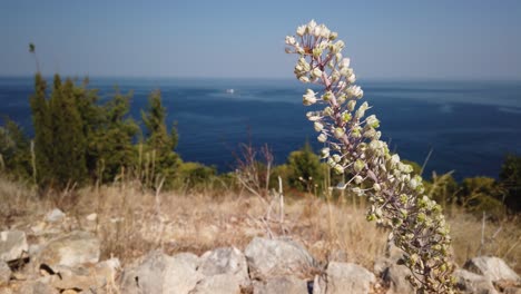 A-variety-of-yucca-in-full-bloom-in-late-summer-on-the-island-of-Vis-in-Croatia