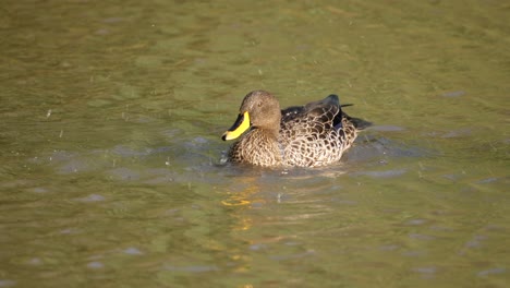 Yellow-Billed-Duck-Scratches-with-Foot-and-Bobs-Head-Under-Water
