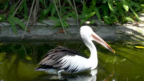 Single-Australian-pelican-swims-in-pond-and-catches-fish