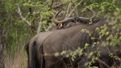 Oxpecker-perched-on-top-of-a-wildebeest-as-it-moves
