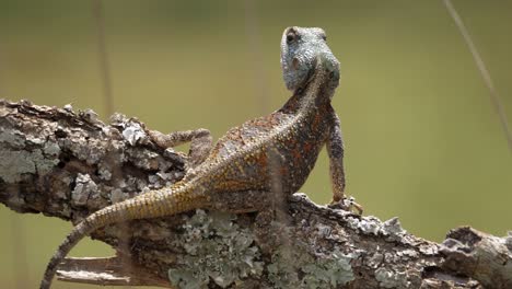 Ridge-back-Agama-tree-lizard-very-alert,-perched-on-sunny-tree-branch