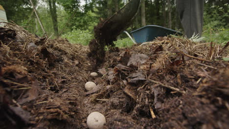 Zeitlupe,-Erde-Wird-Hinzugefügt,-Um-Die-Gepflanzten-Kartoffeln-Zu-Begraben
