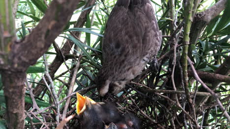 Chalk-browed-Mockingbird-Guarding-Hatchlings-On-Nest