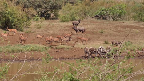 Zebra-drink-water-from-muddy-pond-as-Nyala-antelope-herd-approaches