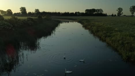 White-swans-float-on-river-waters-running-through-countryside