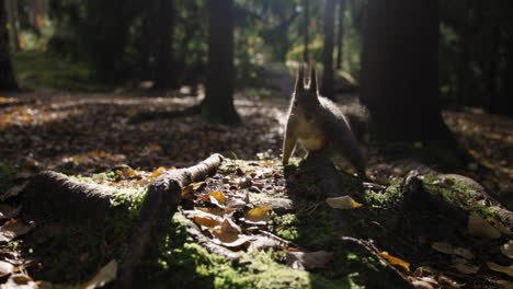 Nahe-Bodenansicht-Slomo-Eines-Eichhörnchens,-Das-Im-Wald-Frisst-Und-Rennt