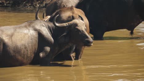 Panning-shot-of-a-cape-buffalo-herd-bathing-in-a-muddy-watering-hole