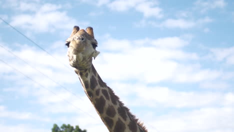 Giraffe-chewing-on-some-food