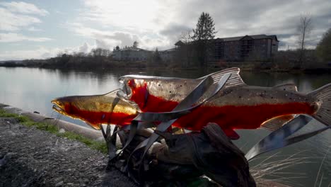 Glass-Salmon---slow-motion-movement-of-a-sculpture-perched-in-the-glistening-sun-by-the-river