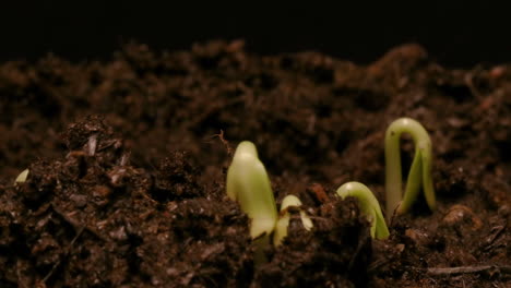 TIME-LAPSE---Sunflowers-sprouting-in-soil,-studio,-black-background,-zoom-out