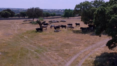 Bulls-farm-seen-from-the-air
