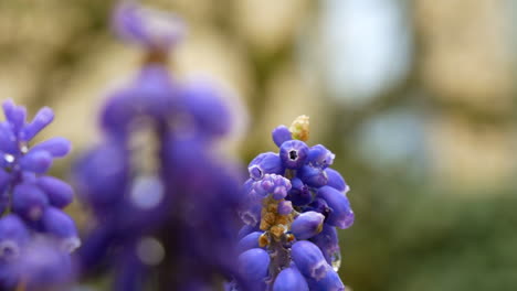 Cinematic-close-up-shot-of-purple-blooming-bell-flower-in-botanical-garden-during-spring-season