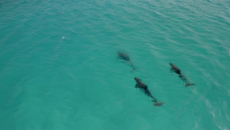 Delfines-Nadando-En-Agua-De-Mar-Tropical-Turquesa,-Vista-Aérea-De-Arriba-Hacia-Abajo