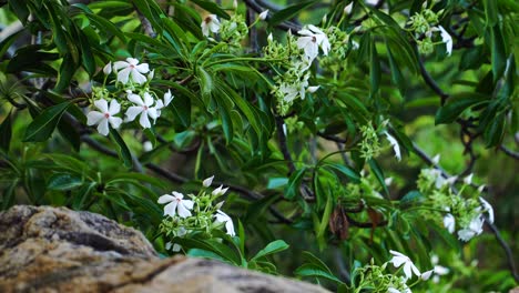 Frangipani-Blüten-Sind-In-Vietnam-Und-Südostasien-Weit-Verbreitet