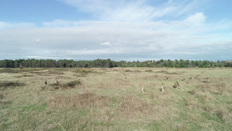 Smooth-parallel-aerial-moving-across-large-group-of-kangaroos-grazing-in-open-grasslands