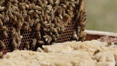 BEEKEEPING---Carefully-putting-back-a-frame-into-beehive,-slow-motion-close-up