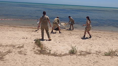 Hand-held-shot-of-Wildlife-officers,-zoo-keepers-and-a-veterinary-doctor-rescuing-a-sick-seal-washed-up-on-the-shore