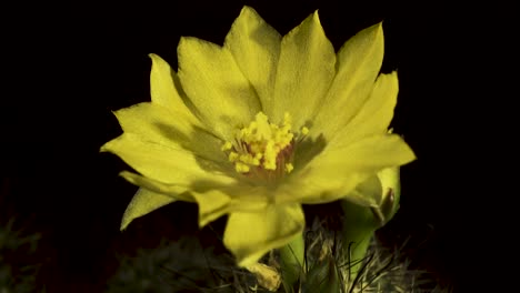 Yellow-cactus-bloom,-Mammillaria-balsasoides-macro-rotate