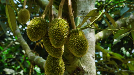 Durianfrucht-Hängt-Vom-Baum-In-Vietnam