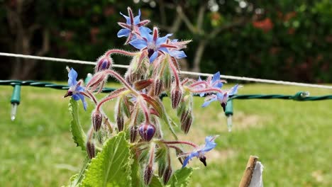 Borage--blooms-for-the-spring-and-summer