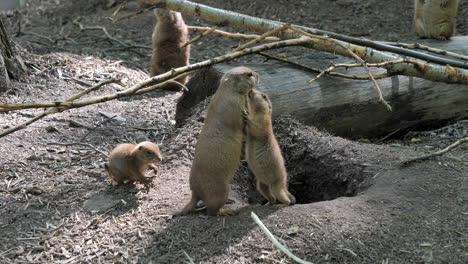 Beautiful-scene-with-Prairie-dog-family-at-zoo