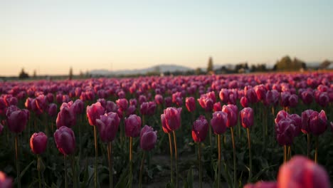 Nahaufnahme-Von-Grenzenlosen-Rosa-Tulpenblüten