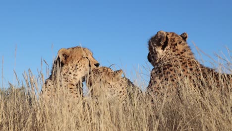 Closeup:-Cheetah-licks-clean-ear-of-sibling-in-golden-savanna-grass