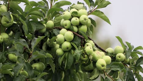 Apple-Tree-Full-Of-Green-Fruits-On-A-Rainy-Day-At-An-Orchard