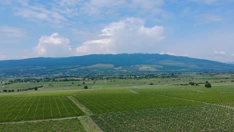 Panorama-Of-Grape-Vineyard-With-A-View-Of-Vrancrea-Mountains-At-Sarbi,-Romania