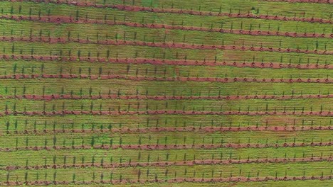 Eine-Afrikanische-Bambusfarm-Wurde-Mit-Einer-Drohne-Von-Oben-Nach-Unten-Aufgenommen