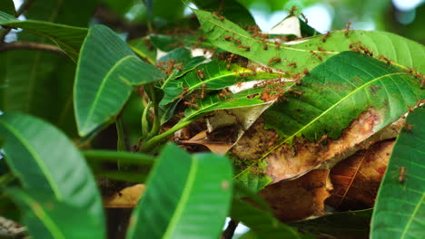 ant-house-in-mango-tree-leaves