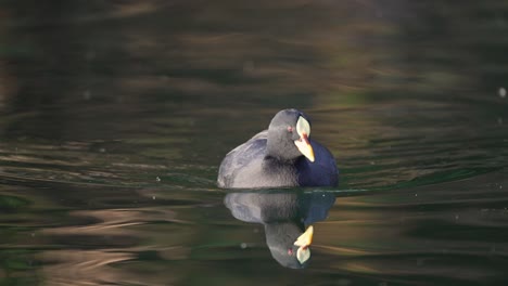 Red-gartered-coot-swimming-on-the-lake-surface-towards-the-camera
