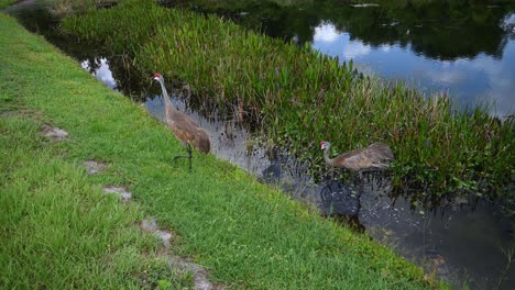 two-Sandhill-cranes-follow-each-other-around-the-pond