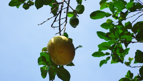 Close-up-static-shot-of-pomelo-hanging-from-tree-on-sunny-day