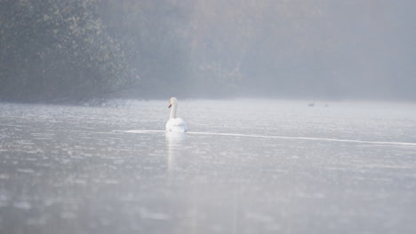 Cisne-Nadando-En-Un-Lago-Tranquilo-En-El-Parque-Forestal-Durante-La-Mañana-Brumosa