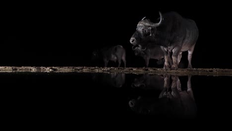 Cape-Buffalo-lit-from-side-at-night-chews-cud,-reflected-in-dark-pond