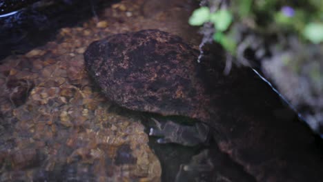 Salamandra-Gigante-Japonesa-Escondida-Bajo-La-Roca-Del-Río,-Tottori