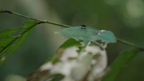 Makroaufnahme-Einer-Ameise,-Die-Auf-Einem-Blatt-Im-Afrikanischen-Regenwald-Läuft