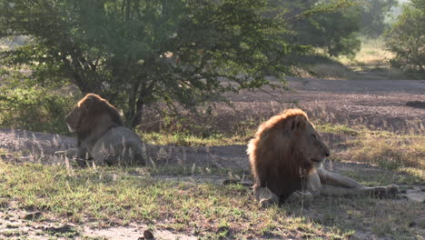 Zwei-Männliche-Löwen-Ruhen-Sich-Im-Gegenlicht-Der-Frühen-Morgensonne-In-Einem-Afrikanischen-Reservat-Aus