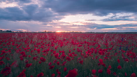 Poppies-flower-field-during-sunset