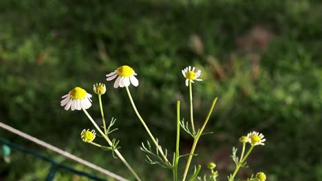 Chamomile--blooms-for-the-spring-and-summer