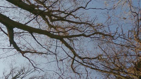 Zeitlupe-Trockener-Blätter,-Die-Vom-Herbstbaum-Fallen,-Mit-Blauem-Hintergrund