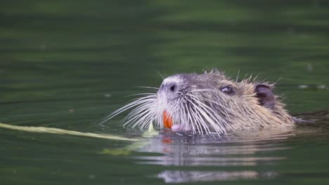 Slow-motion-wildlife-close-up-shot-of-a-coypu,-myocastor-coypus,-head-above-water-eating-on-aquatic-plant-with-orange-teeth-on-a-wavy-lake