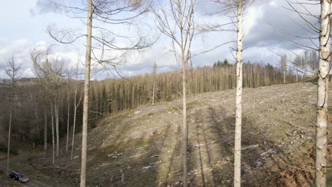 Ausgetrockneter,-Teilweise-Abgeholzter-Wald-In-Westdeutschland-An-Einem-Sonnigen-Wintertag