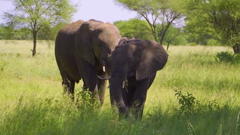 A-large-family-of-African-elephants-walks-on-the-African-savannah-and-chews-grass-in-the-wild-against-the-backdrop-of-sky-and-green-grass-in-the-African-savannah