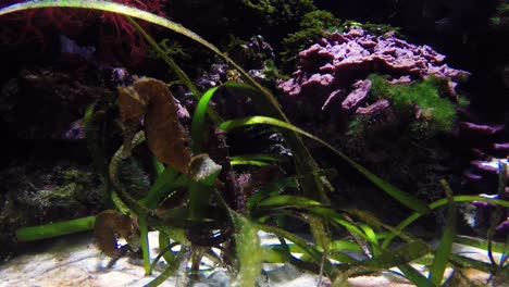 Seahorses-cuddle-in-grasses-on-the-bottom-of-the-sea