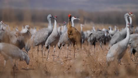 A-young-sandhill-crane-with-brown-feathers-contrasts-with-older-birds