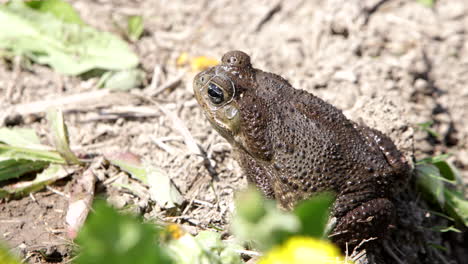 Cane-toad-slow-motion-hop-in-pond---natural-habitat-of-reptiles